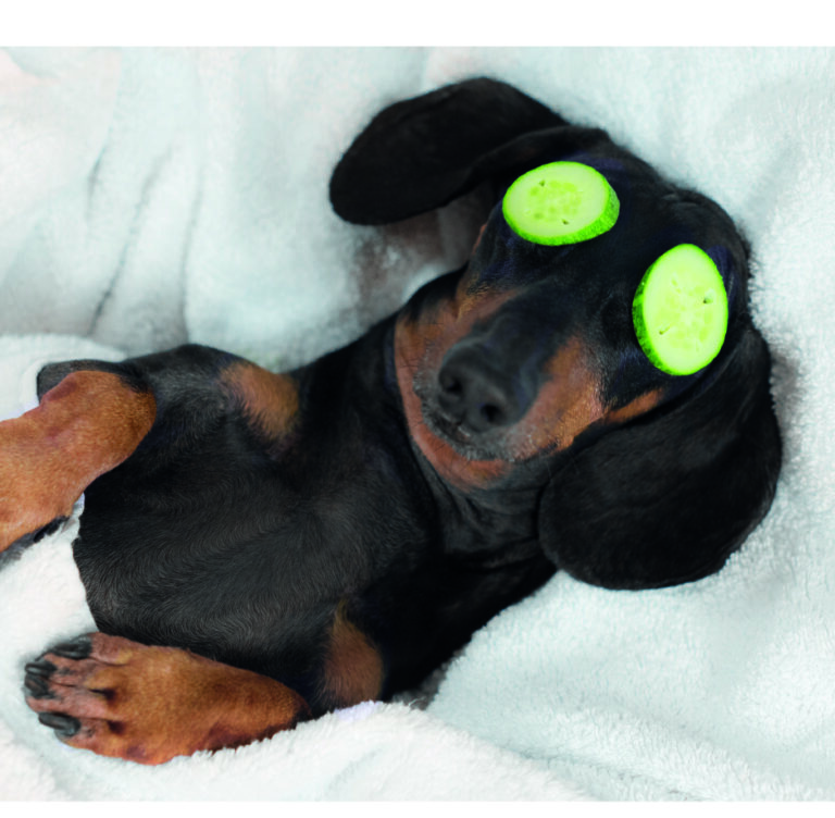 dog in bed with cucumber on eyes